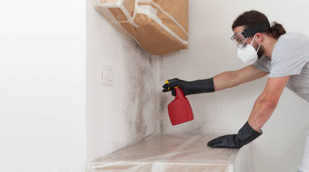 Professional Basement Mold Remediation technician working in Ayden, NC